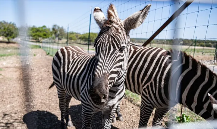 Fredericksburg Safari Tour With Wine Tasting
