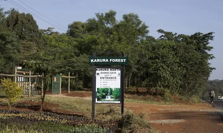 Urban Forest Tour in Nairobi