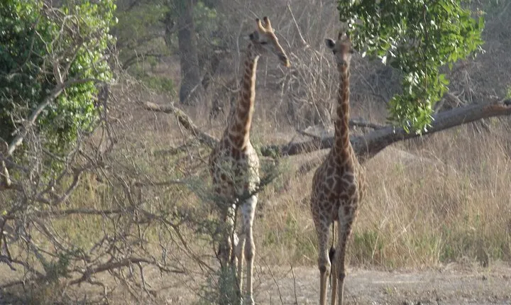 Safari To Fathala, Senegal