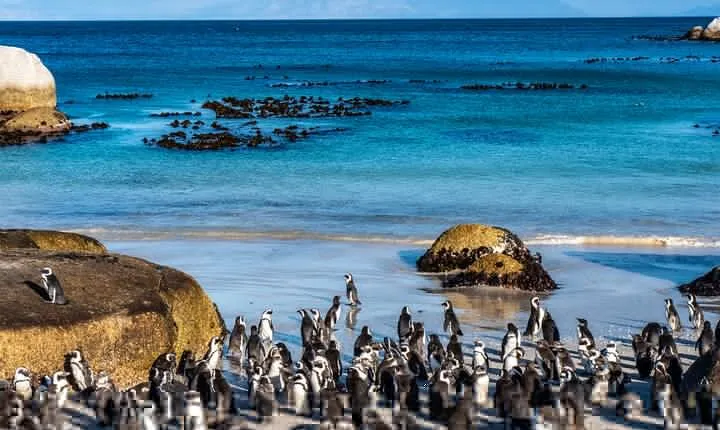Cape Peninsula Private Tour with entrance fees to Cape of Good Hope and Penguins