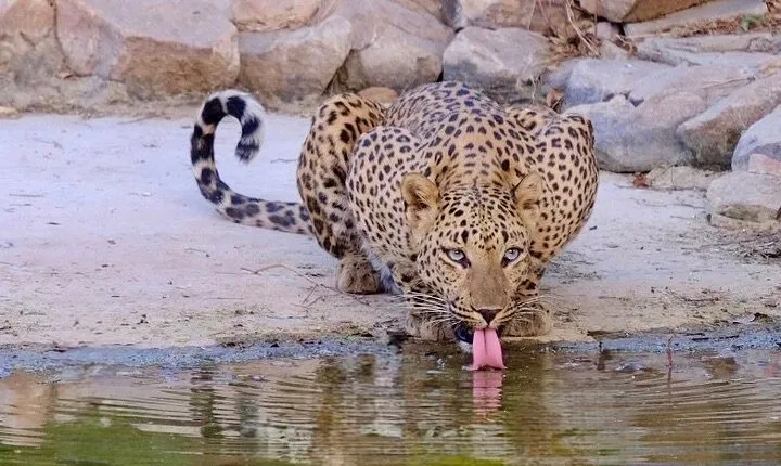 14 Days Golden Triangle with Wildlife Safari & Heritage Rajasthan