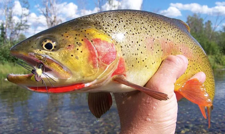 Full Day Guided Fly Fishing Trip From Jackson Hole