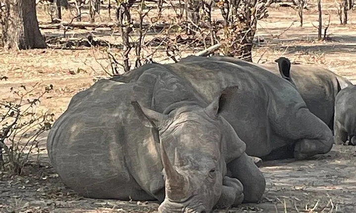 Victoria Falls & Safari Adventure: Both Sides Tour + Rhino Walk