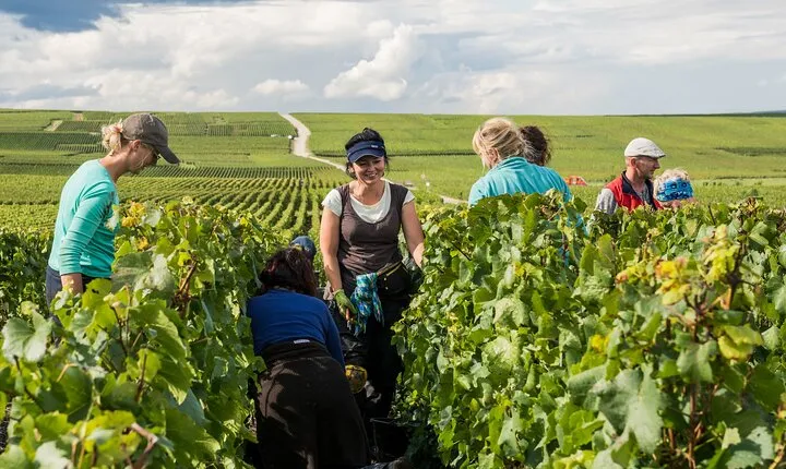 Private tour of the Champagne area, meet local producers and taste their Champagne, start from your hotel in Paris.