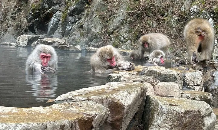 Shuttle Van Tour, Snow Monkey Park, to-and-from Tokyo