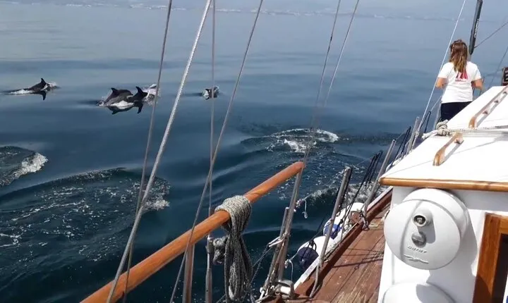 Dolphin Watching Adventure in Estepona Bay