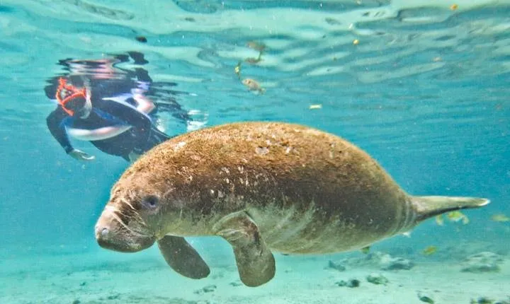 Manatee Swim and Wildlife Park with Upgrade Options from Orlando