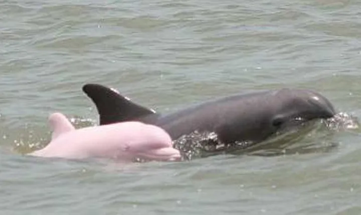 4-Day Amazon Wildlife Tour in Pacaya Samiria National Reserve from Iquitos, Peru