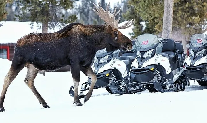 Turpin Meadow Ranch Snowmobiling in Jackson Hole 