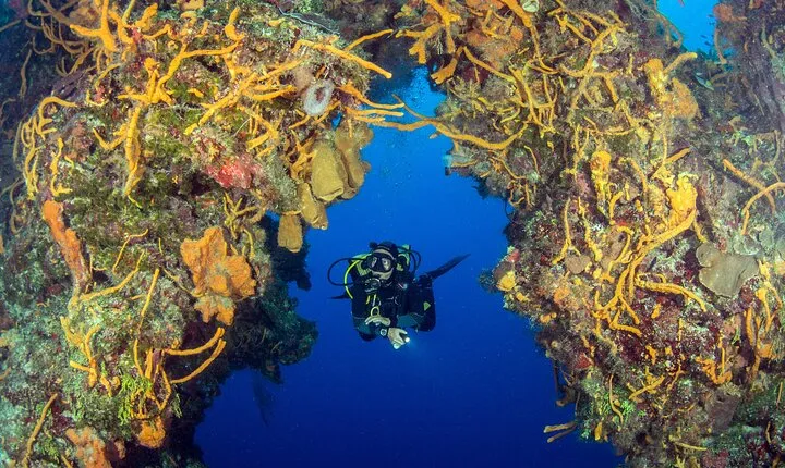 Cozumel Dive Package - Certified Divers from the Riviera Maya (4 dives)