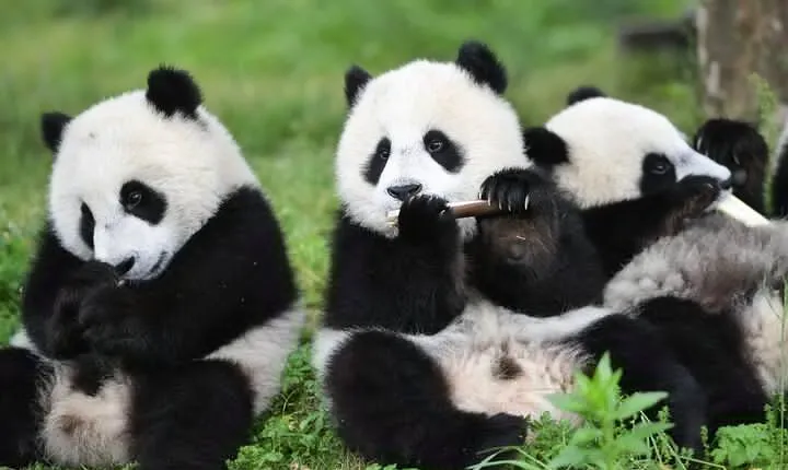 Private Chengdu Day Tour with Giant Pandas and Jinsha Site Museum
