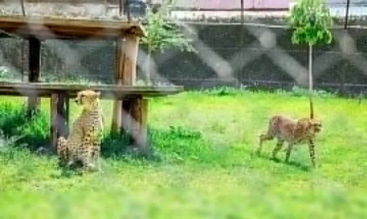 Kibera Slums and Stedmak Gardens Animal Park Guided Day Tour in Nairobi
