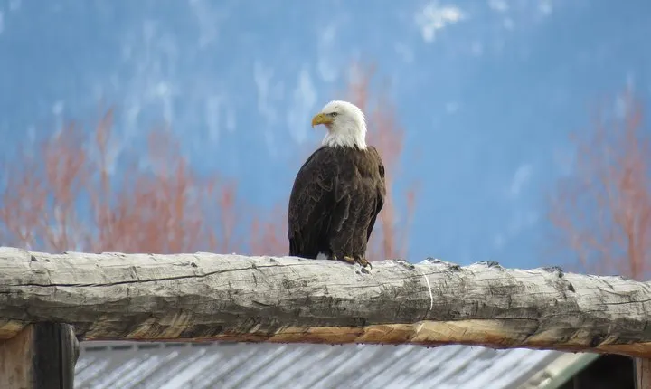 Grand Teton Park & Jackson Hole - PRIVATE Full-Day Wildlife Tour