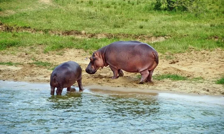 3-Day Private Safari to Queen Elizabeth National Park in Uganda