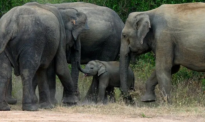 Colombo to Kandy,Ella & Yala 3 Day Tour