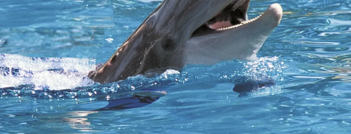 Exclusive Dolphin Cove Montego Bay tour