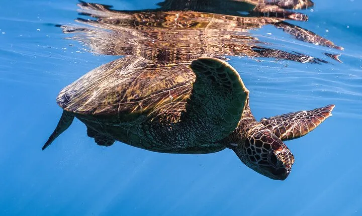 Turtle Canyon Snorkel from Waikiki: Turtles Guaranteed