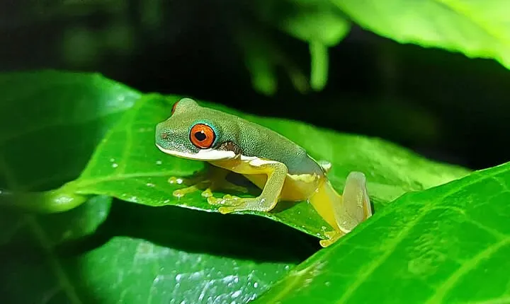 Forest Night Tour in Monteverde Refuge / Guide & Entrace fee.