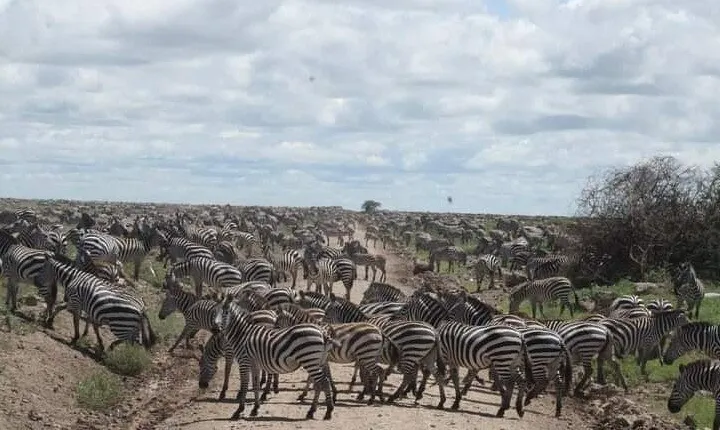 Private 5 Day Northern Tanzania Finest Safari