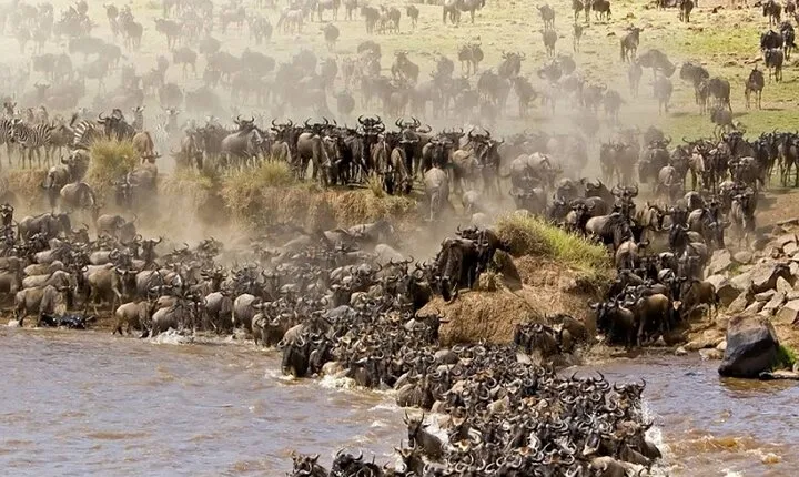 PRIVATE Wildebeest Calving Safari, Tanzania, January to March
