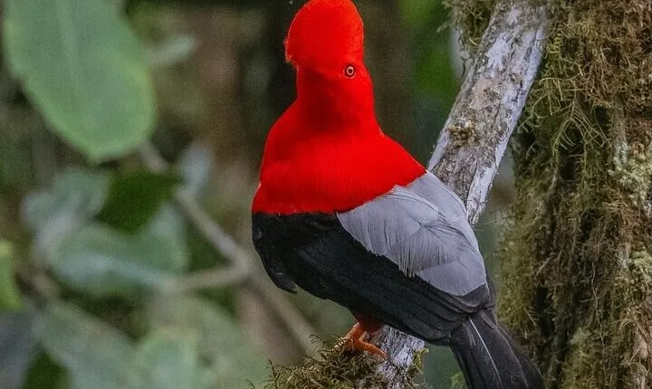 Mindo Bird Watching Tour from Quito