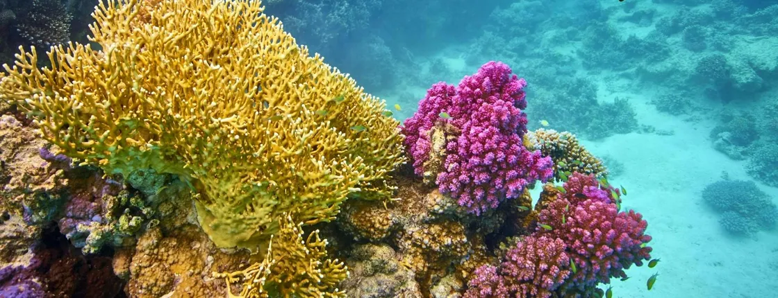 Ain Sokhna snorkeling and submarine cruise with lunch from Cairo