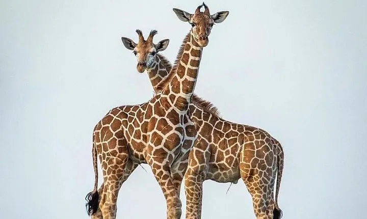 10 Days Hire a Land Cruiser for Tanzania Safari