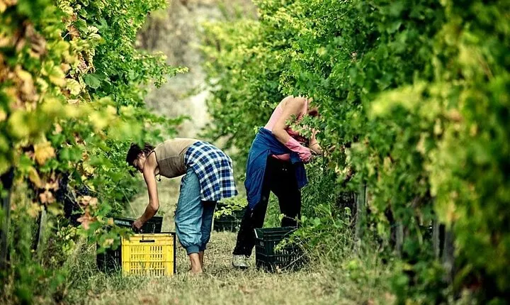 Picnic in the Vineyard on the Slopes of Vesuvius