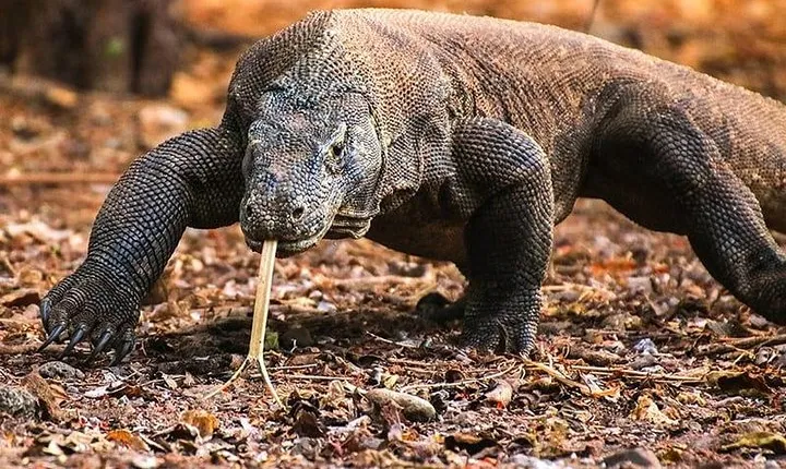 1 Day Komodo Trip by Private Fast Boat