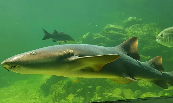 Skip the Line: Santa Marta Marine World Aquarium Admission Ticket and Guide