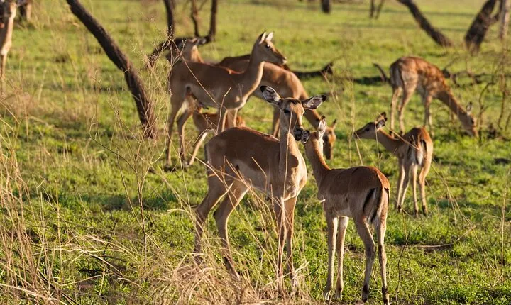 3 Days Tarangire Lake Manyara and Ngorongoro Mid-Range Safari