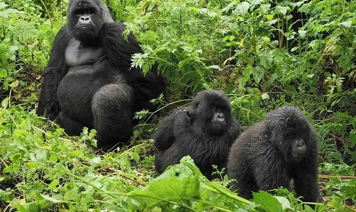 1-Day Gorilla Tracking at Volcanoes from Kigali