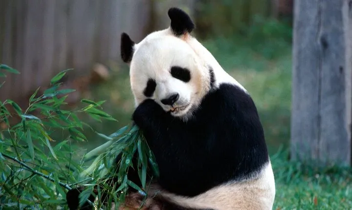 Private Half Day Tour to Beijing Panda House and Summer Palace