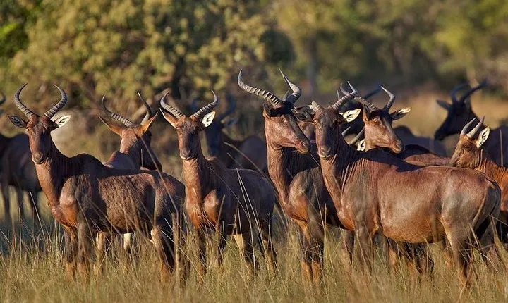 Cultural & Wildlife Tour in Lusaka (Zambia)