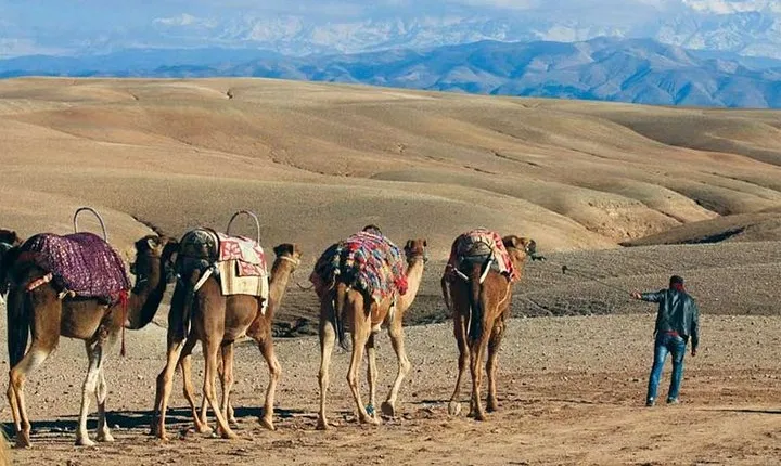 Camel Ride and Magical dinner in Agafay Desert