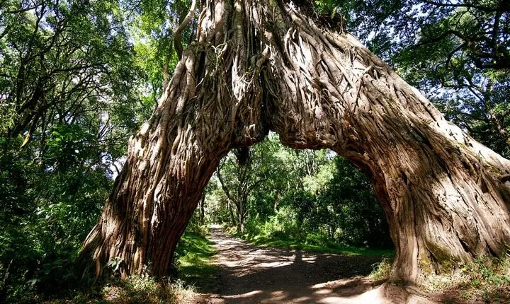 Arusha National Park Walking and Canoeing Day Trip