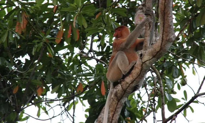Borneo (Klias) River Cruise & Fireflies Tour