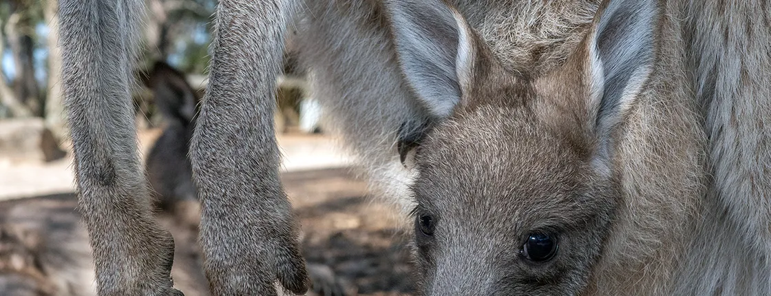 Nature and Wildlife: Australia in One Day - Private Tour