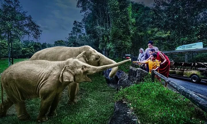 Night Safari Tickets with Tram Ride