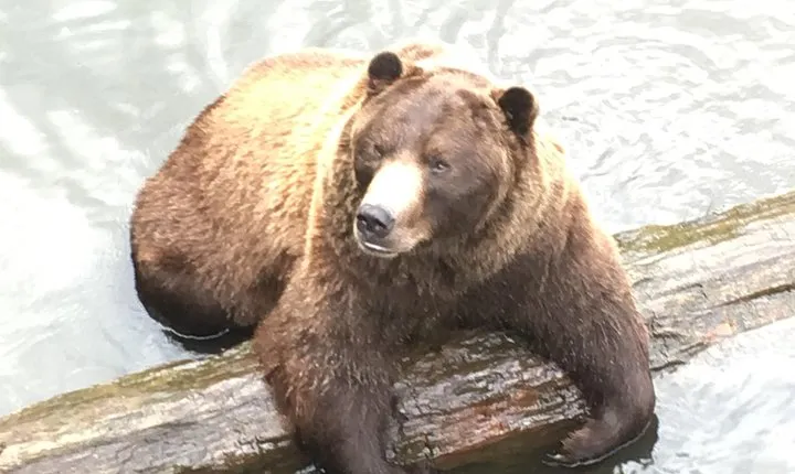 Simply Amazing Sitka Tour: Fortress of the Bear, Alaska Raptor, & Totems