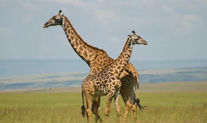 3 Days Masai Mara Group Joining
