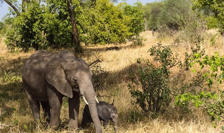 3 Days Selous Game Reserve Fly From Zanzibar