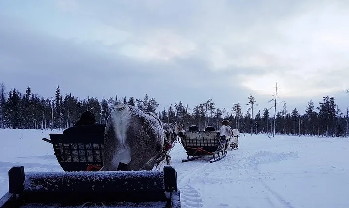 Guided reindeer farm visit and one hour sledge safari