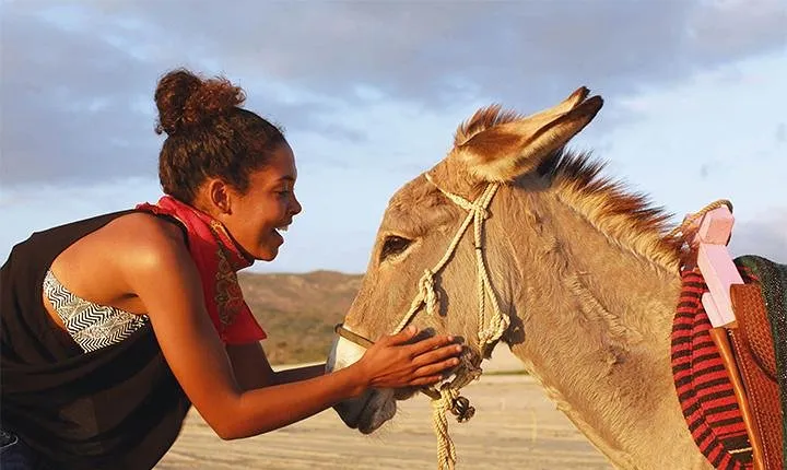 Sunset Pacific Donkey Hiking Tour