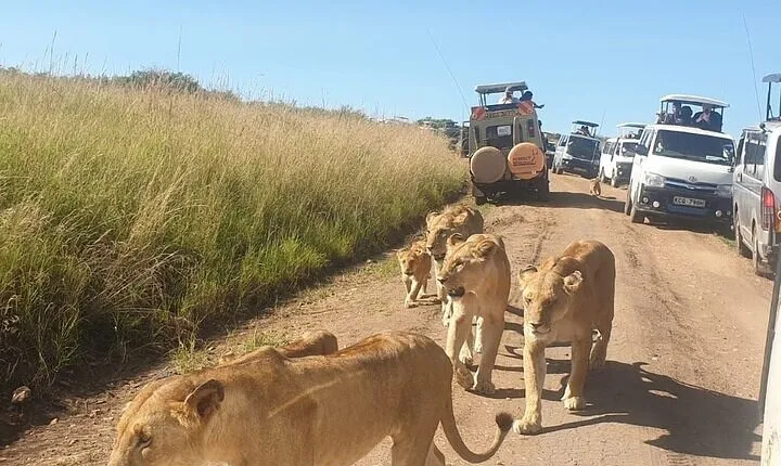 6 Day Mombasa Tsavo west, Amboseli and Tsavo east private tour