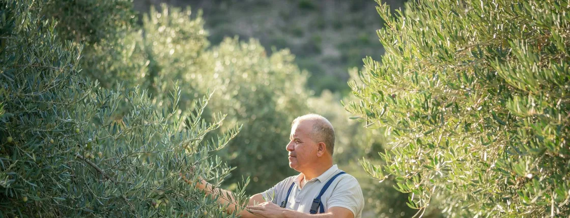 Androusa Castle & Olive Tour