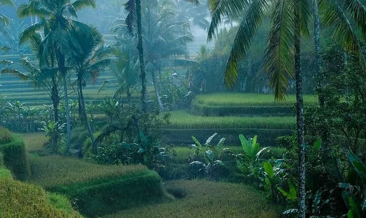 Best of Ubud: Private All-Inclusive Tour with Jungle Swing