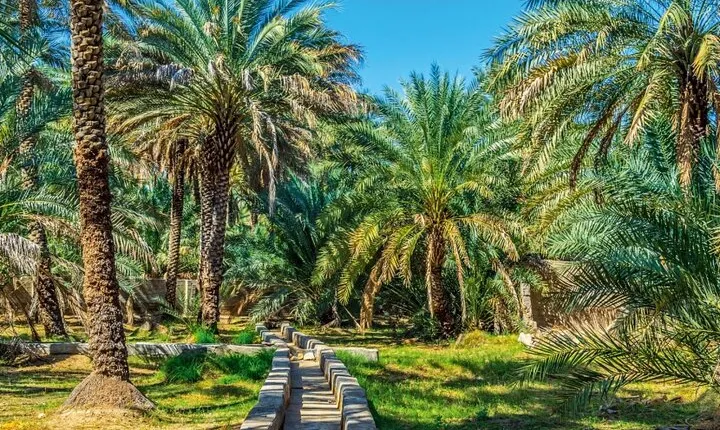 Al Ain Oasis Tour with Pickup and Drop off