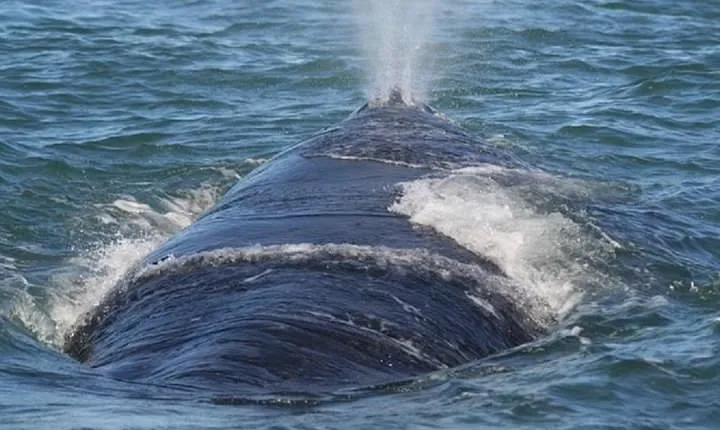 Private Seasonal Whale Watching Tour from Cape Town