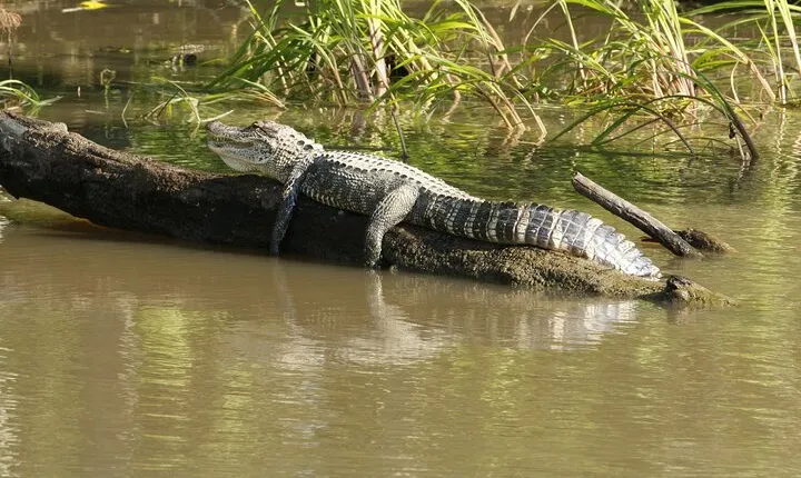 Everglades National Park with Round Trip Hotel Pick up in Miami